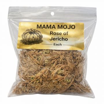 Mama Mojo - Rose of Jericho, Each, (Pack of 4)
